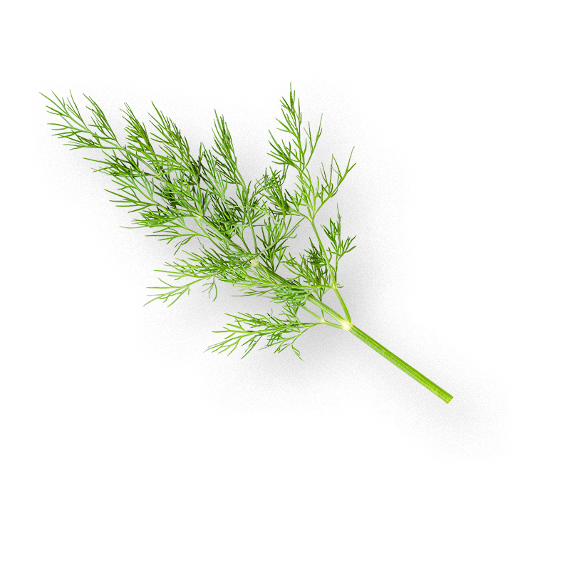 oekoland-dill-800x800-klein