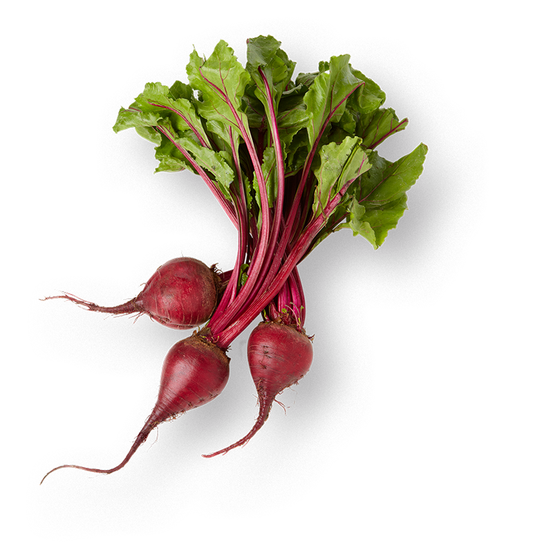 oekoland-rote-bete-800x800-klein