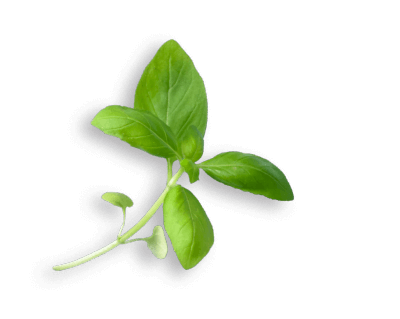 oekoland-produkte-bio-konserven-basilikum-400x319