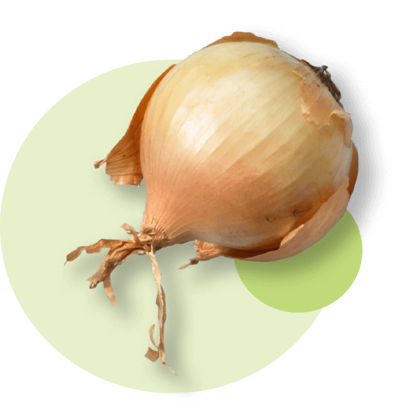 oekoland-rezepte-borrito-zwiebel-575x600px