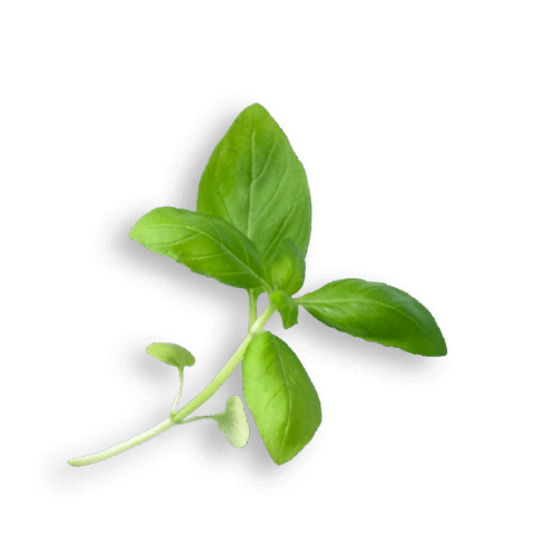 oekoland-verantwortung-engagement-basilikum-500x500px