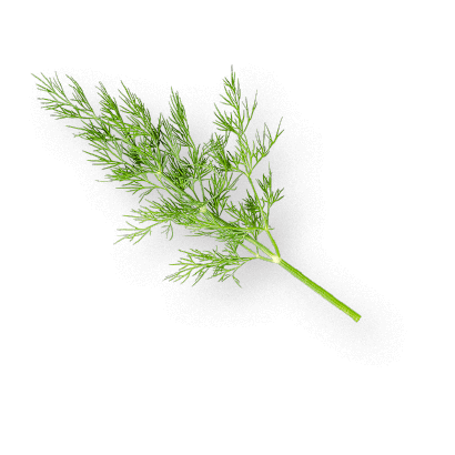 oekoland-verantwortung-engagement-dill-400x400px