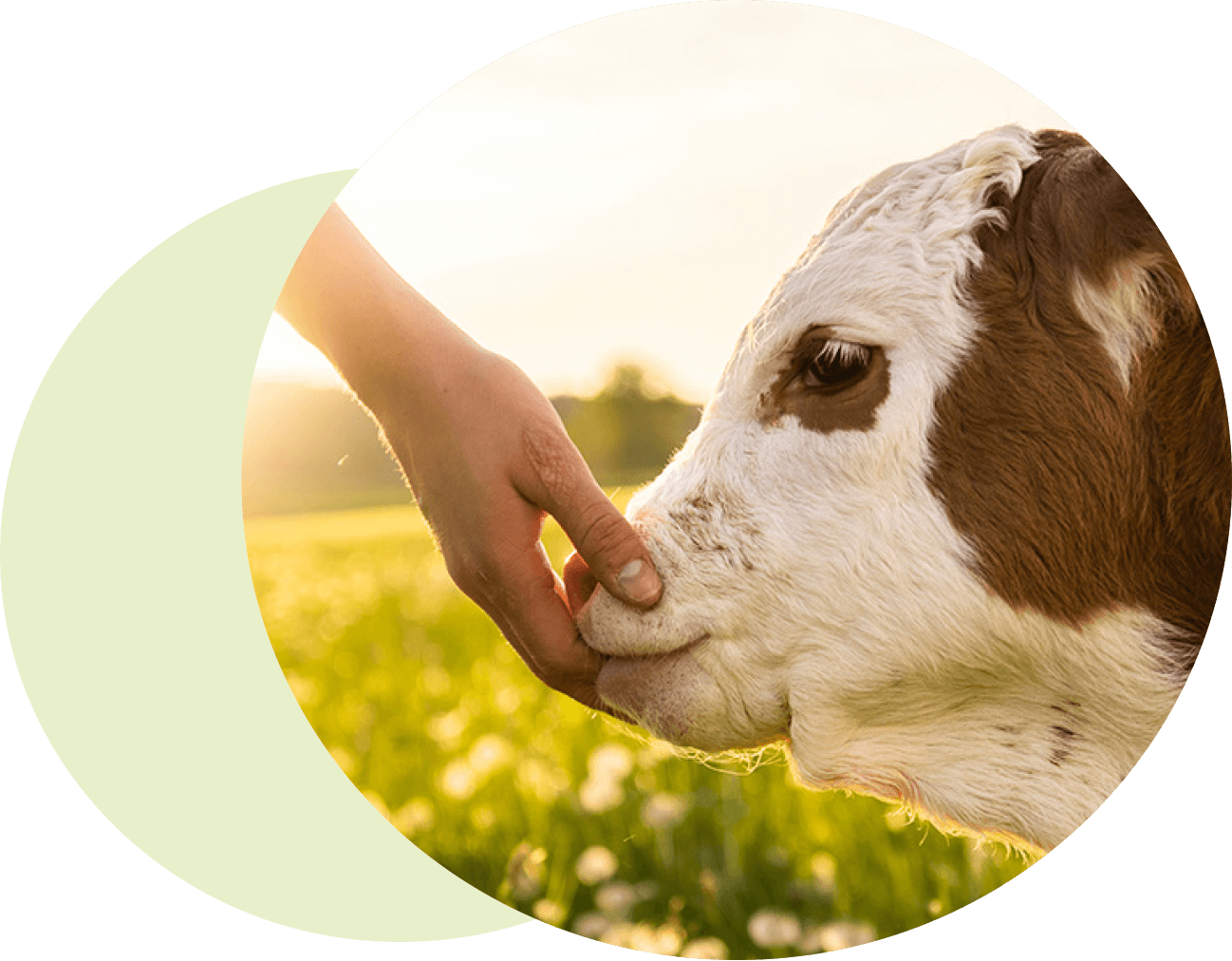 oekoland-verantwortung-head-kreise-kuh-1298x1012px