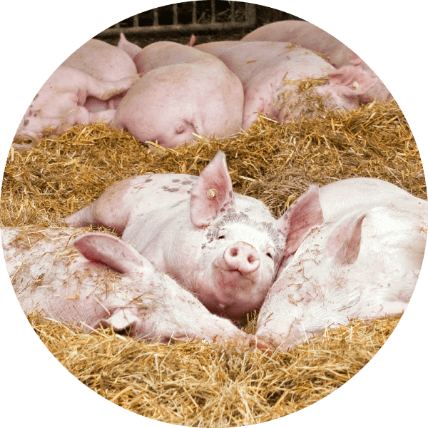 oekoland-verantwortung-kreis-tierwohl-600x600px