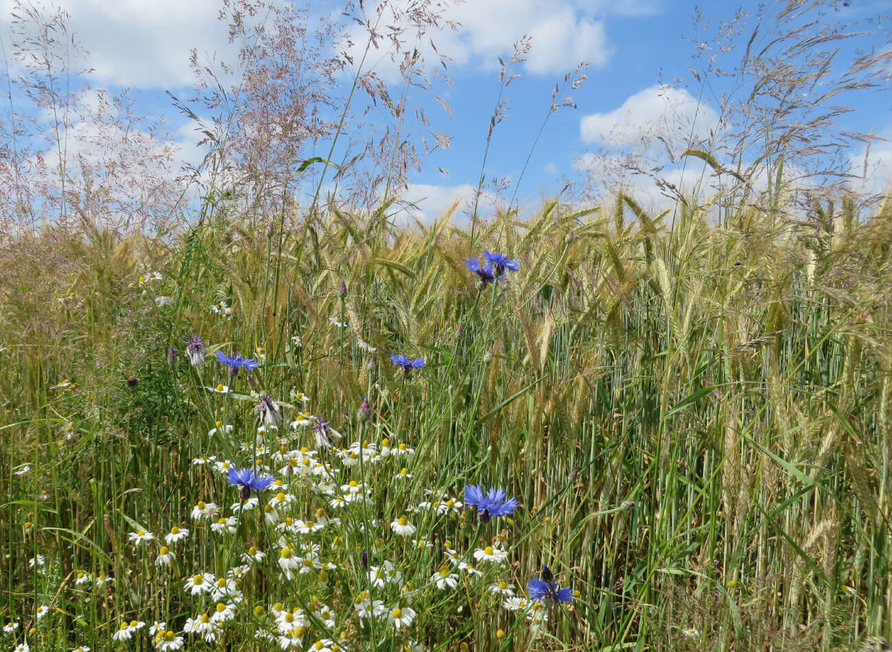 oekoland-verantwortung-nachhaltigkeit-oekologische-landwirtschaft-1300x951px