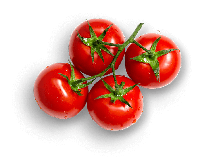 oekoland-verantwortung-qualitaet-tomatenstaude-690x540px