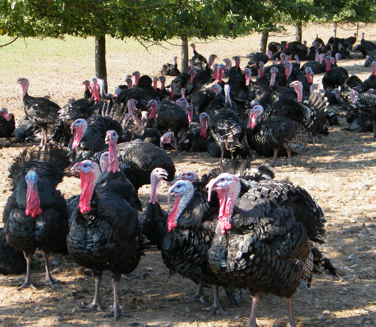 oekoland-verantwortung-tierwohl-bio-gefluegelhaltung-1300x1130