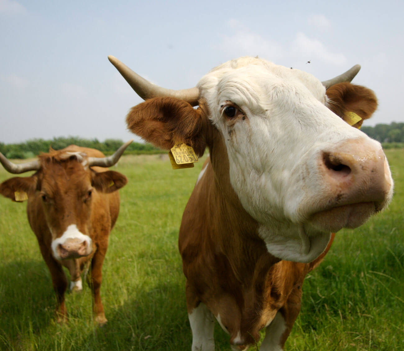 oekoland-verantwortung-tierwohl-bio-rinderhaltung-1300x1130