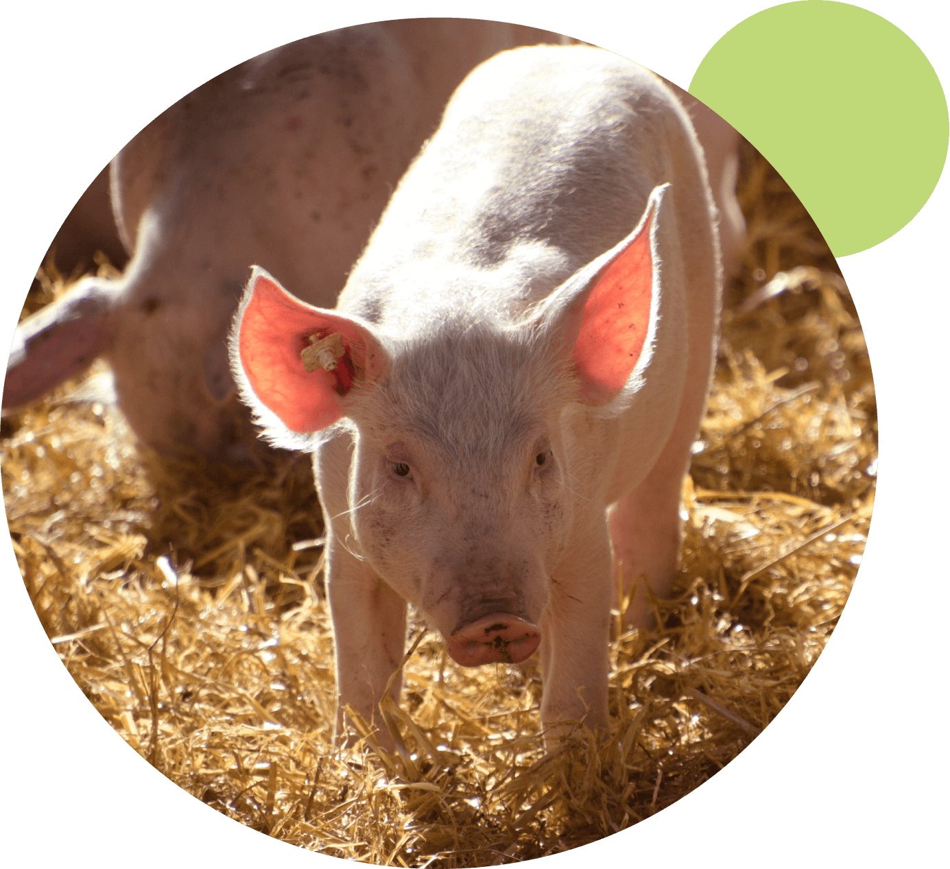 oekoland-verantwortung-tierwohl-bio-schweinehaltung-kreise-1385x1267