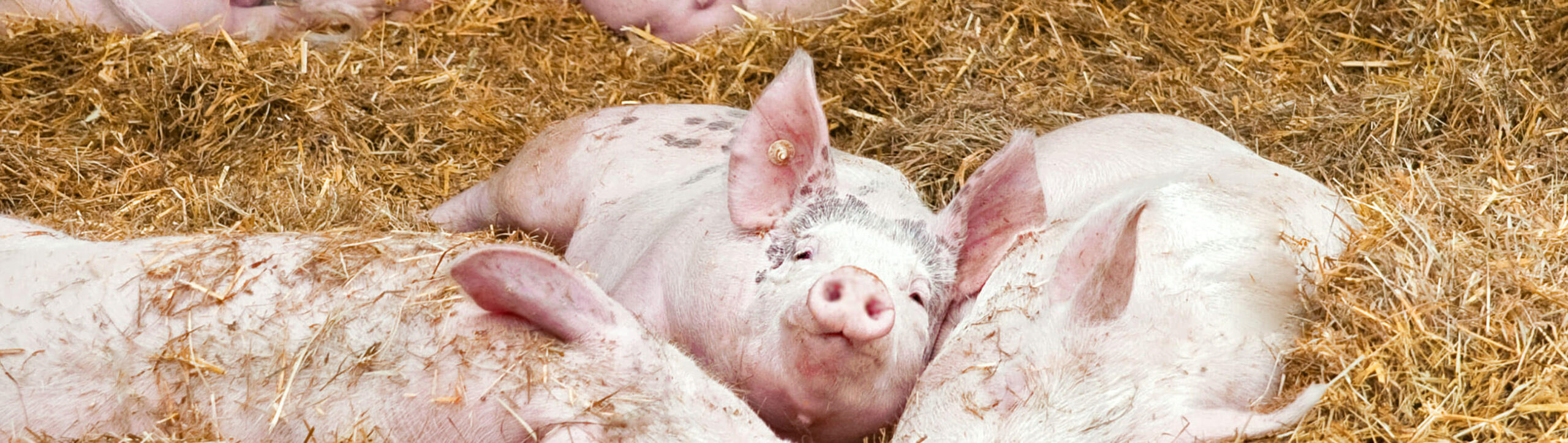 oekoland-verantwortung-tierwohl-header-2600x735px